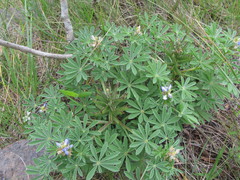 Lupinus gibertianus