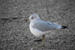 Larus delawarensis