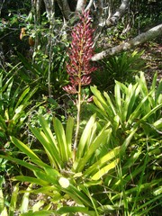Portea petropolitana