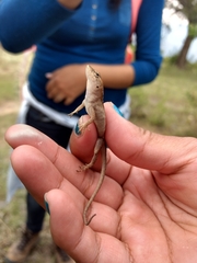 Anolis quercorum
