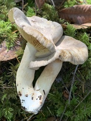 Lactarius pallidiolivaceus
