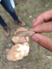 Anolis quercorum
