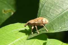 Atactogaster