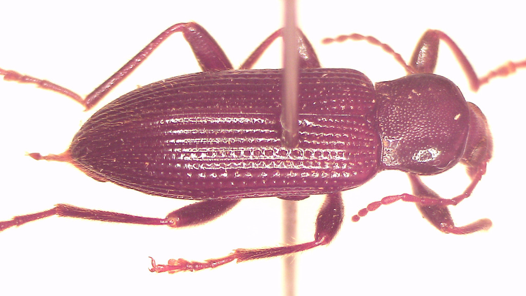 Metistete planata