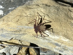 Phrynus operculatus