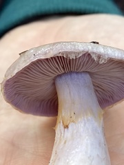 Cortinarius oregonensis