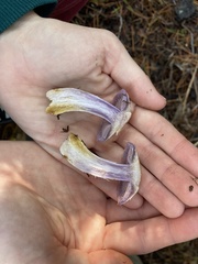 Cortinarius oregonensis