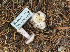 Cortinarius oregonensis