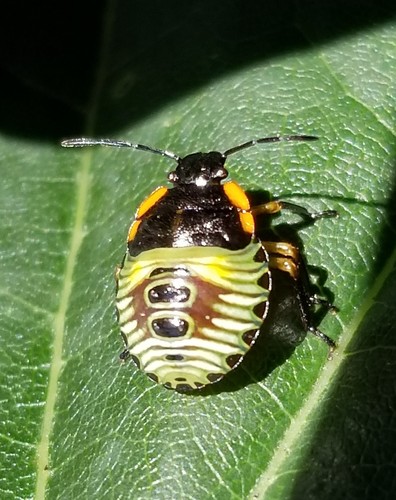 Green Stink Bug, photo 2 of 10