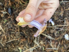 Cortinarius oregonensis
