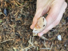 Cortinarius oregonensis