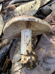 Glaucopodes