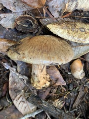 Glaucopodes