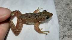 Chalcorana chalconota