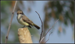 Pyrocephalus rubinus