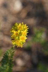 Ivesia gordonii