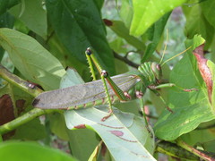 Tropidacris collaris