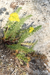 Ivesia gordonii