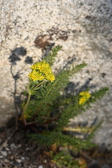 Ivesia gordonii