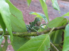 Tropidacris collaris