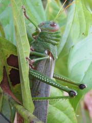 Tropidacris collaris