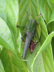 Tropidacris collaris