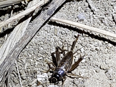 Svercacheta siamensis