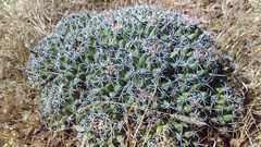 Coryphantha ottonis