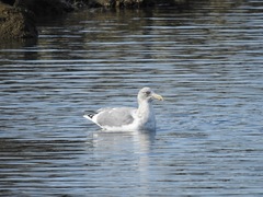 Larus argentatus × glaucescens