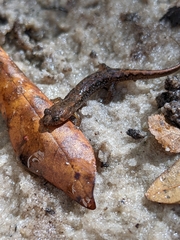 Desmognathus apalachicolae image
