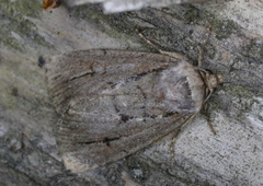 Sympistis dinalda