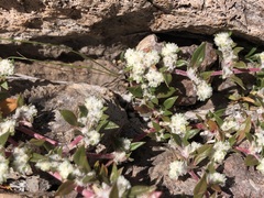 Guilleminea