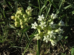 Asclepias mellodora