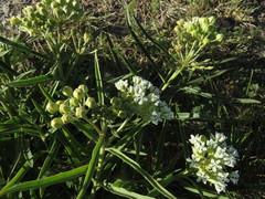 Asclepias mellodora