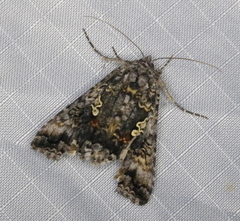 Syngrapha octoscripta