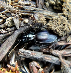 Platynus ovipennis