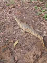 Caiman crocodilus crocodilus