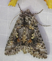 Syngrapha octoscripta