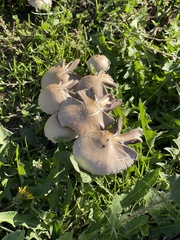 Candolleomyces