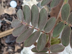 Chamaecrista lineata keyensis