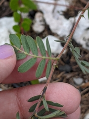 Chamaecrista lineata keyensis
