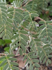 Chamaecrista lineata keyensis