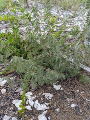 Chamaecrista lineata keyensis