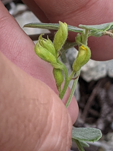 Image of Rhynchosia parvifolia by (c) Alison Northup, some rights reserved (CC BY)