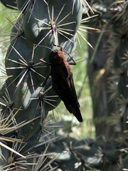 Arphia pseudonietana