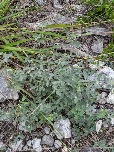 Image of Rhynchosia parvifolia by (c) Alison Northup, some rights reserved (CC BY)
