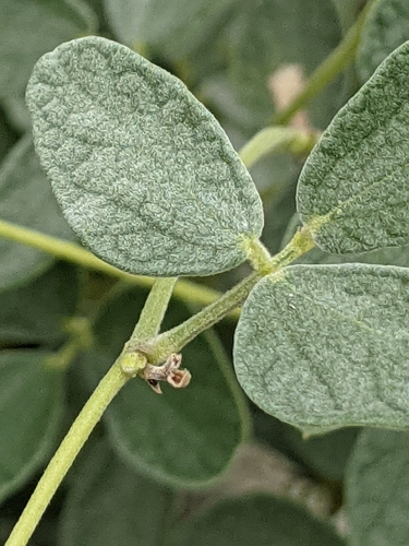 Image of Rhynchosia parvifolia by (c) Alison Northup, some rights reserved (CC BY)