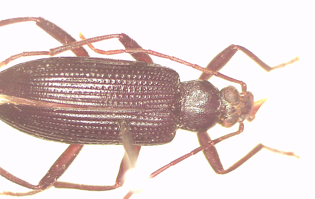 Metistete subsulcata