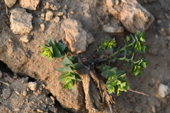 Tithymalus