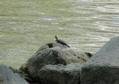 Trachemys scripta elegans